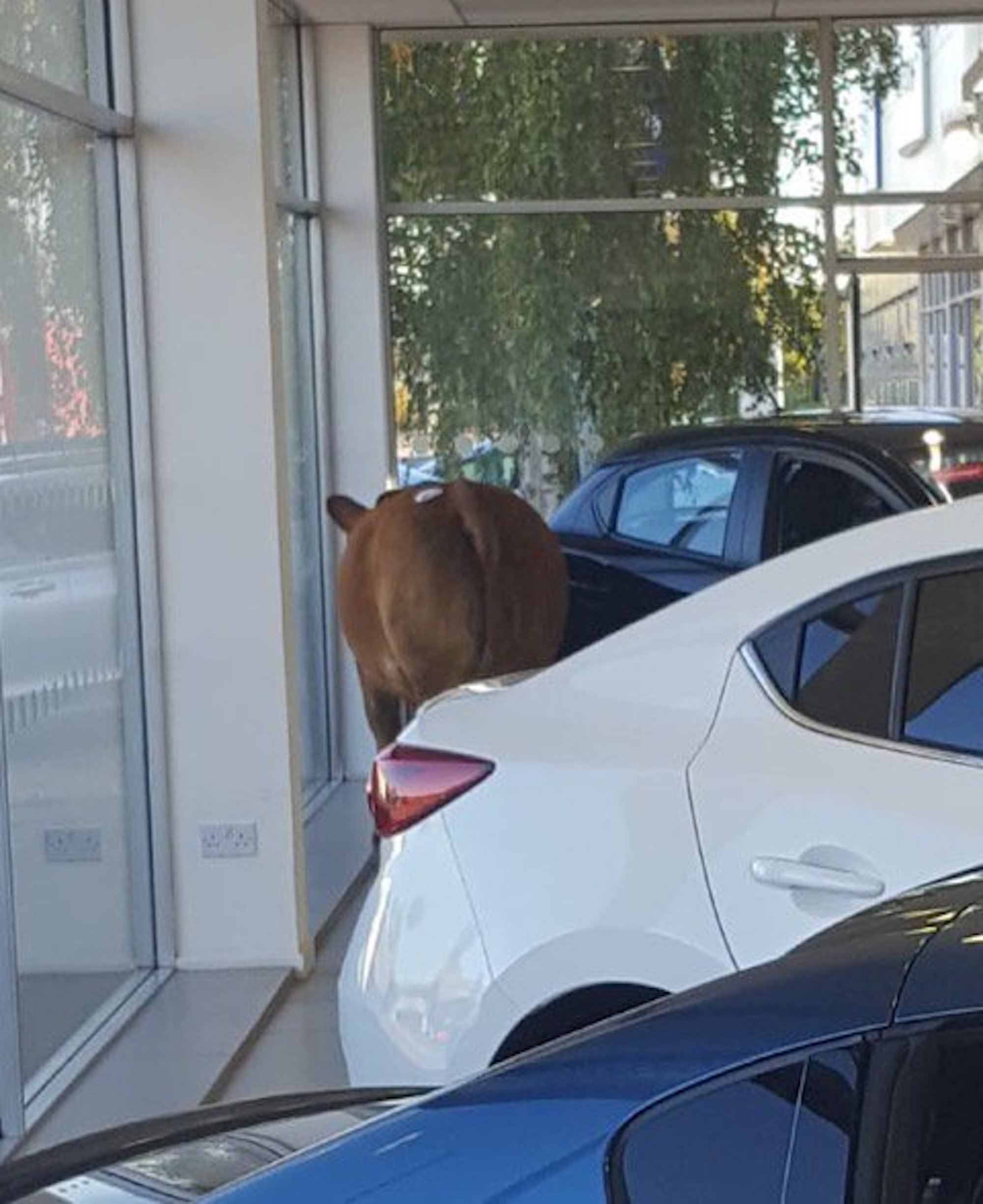 Runaway cow wreaks havoc at car dealership Car Dealer Magazine