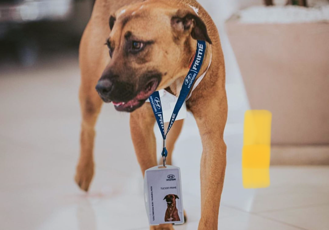 Tucson Prime lands the pawfect job after being adopted by Hyundai