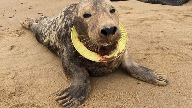 Seal with frisbee