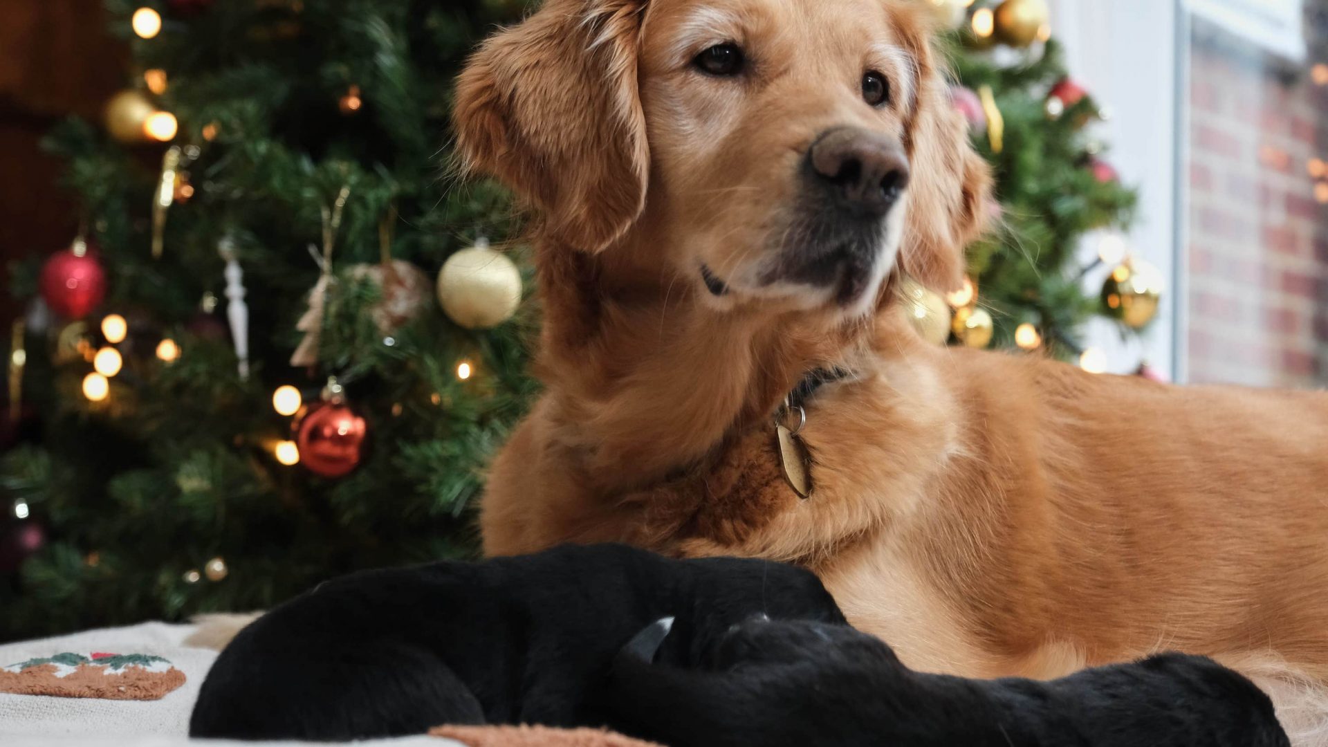 Christmas Puppies